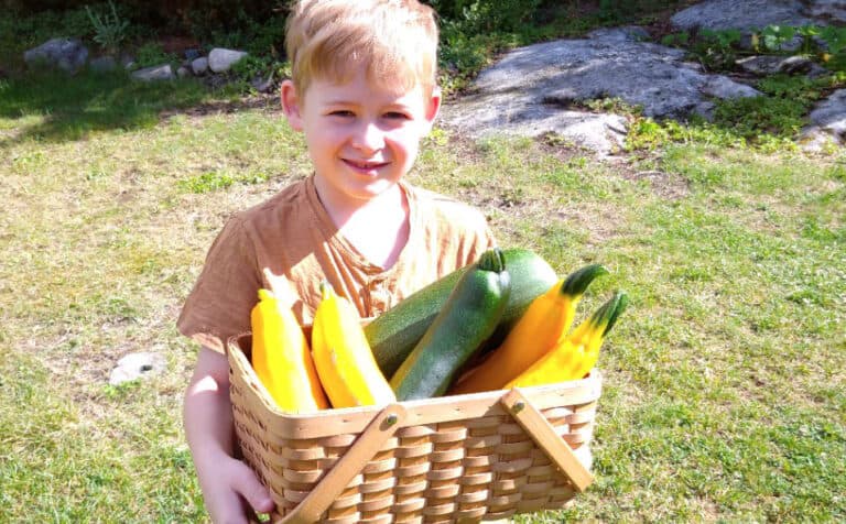 Odla squash – billigaste grönsaken